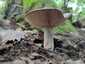 Gyöngyös tejelőgomba (Lactarius circellatus), Budai-hegység